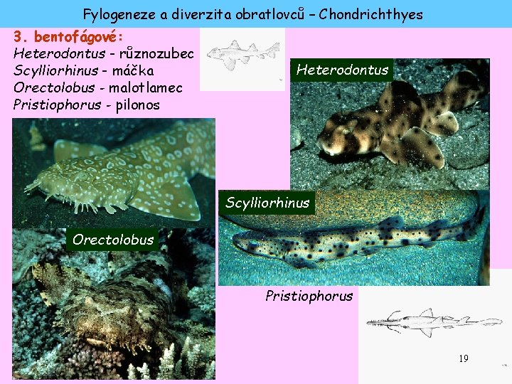 Fylogeneze a diverzita obratlovců – Chondrichthyes 3. bentofágové: Heterodontus - různozubec Scylliorhinus - máčka