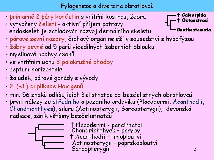 Fylogeneze a diverzita obratlovců † Galeaspida • primárně 2 páry končetin s vnitřní kostrou,