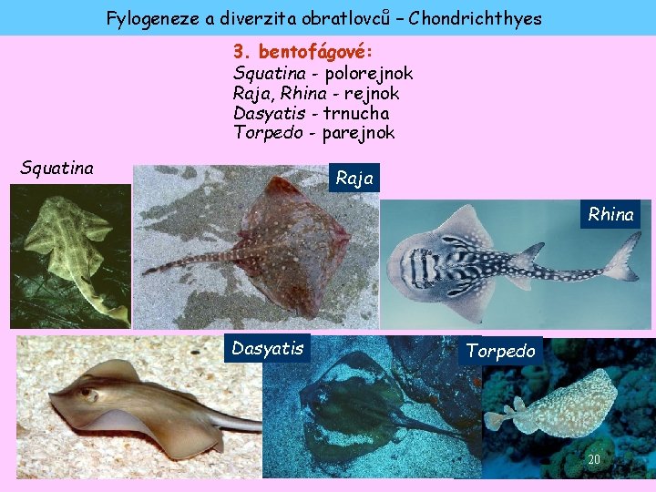 Fylogeneze a diverzita obratlovců – Chondrichthyes 3. bentofágové: Squatina - polorejnok Raja, Rhina -