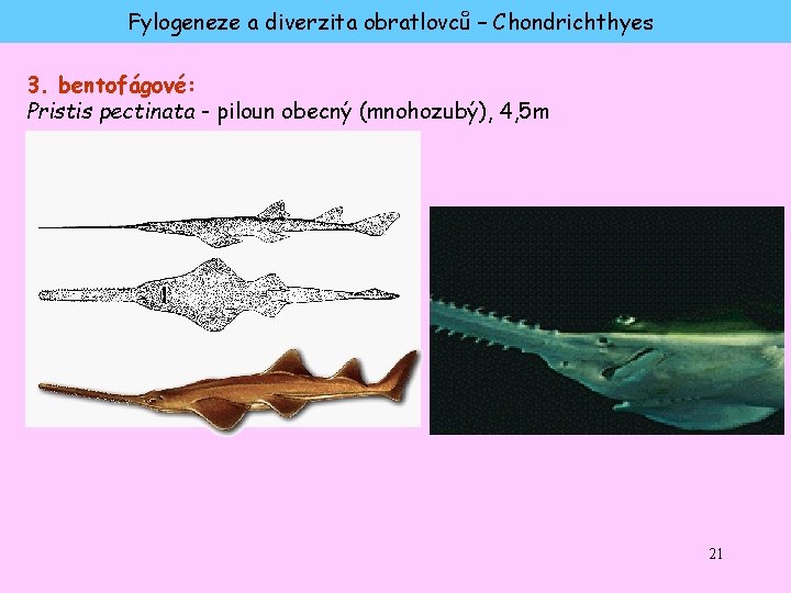 Fylogeneze a diverzita obratlovců – Chondrichthyes 3. bentofágové: Pristis pectinata - piloun obecný (mnohozubý),