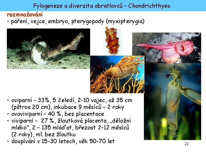 Fylogeneze a diverzita obratlovců – Chondrichthyes rozmnožování • páření, vejce, embryo, pterygopody (myxipterygia) •