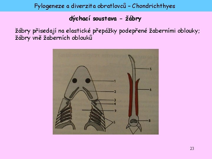 Fylogeneze a diverzita obratlovců – Chondrichthyes dýchací soustava - žábry přisedají na elastické přepážky