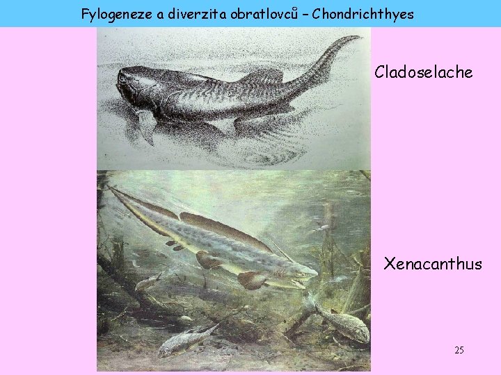 Fylogeneze a diverzita obratlovců – Chondrichthyes Cladoselache Xenacanthus 25 