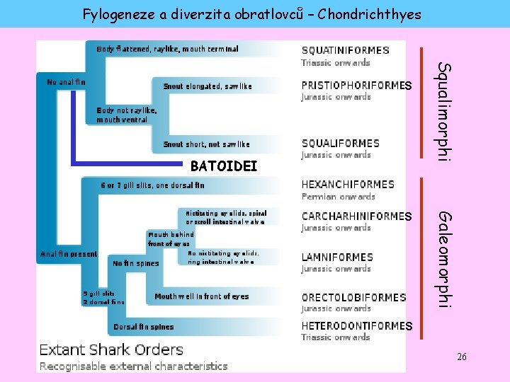 Fylogeneze a diverzita obratlovců – Chondrichthyes BATOIDEI Galeomorphi S Squalimorphi S S 26 
