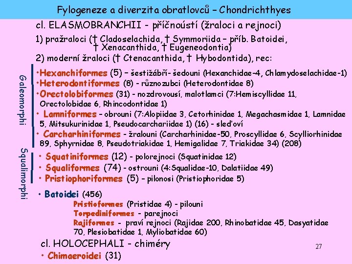 Fylogeneze a diverzita obratlovců – Chondrichthyes cl. ELASMOBRANCHII - příčnoústí (žraloci a rejnoci) 1)