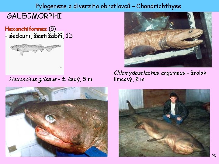 Fylogeneze a diverzita obratlovců – Chondrichthyes GALEOMORPHI Hexanchiformes (5) – šedouni, šestižábří, 1 D