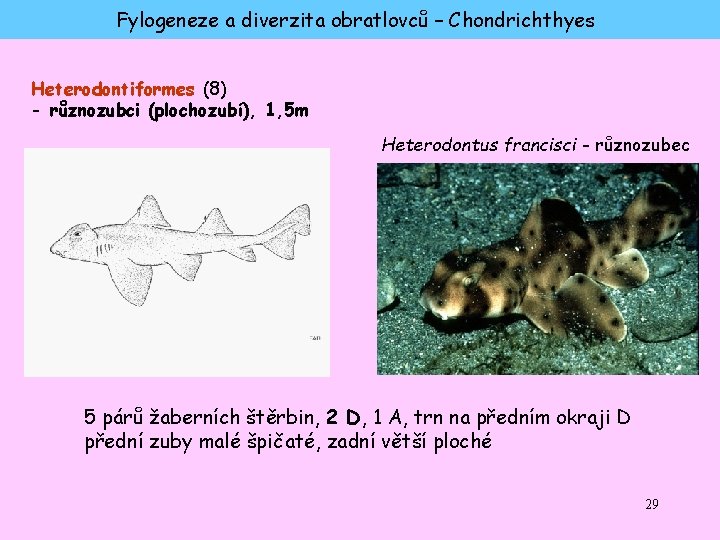 Fylogeneze a diverzita obratlovců – Chondrichthyes Heterodontiformes (8) - různozubci (plochozubí), 1, 5 m