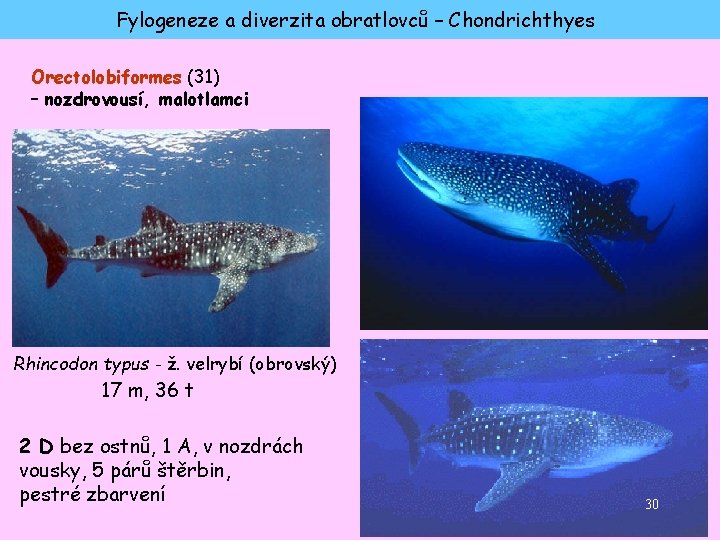 Fylogeneze a diverzita obratlovců – Chondrichthyes Orectolobiformes (31) – nozdrovousí, malotlamci Rhincodon typus -