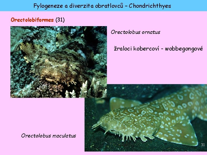 Fylogeneze a diverzita obratlovců – Chondrichthyes Orectolobiformes (31) Orectolobus ornatus žraloci kobercoví - wobbegongové