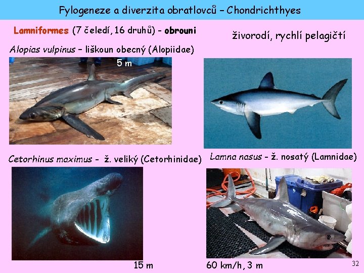 Fylogeneze a diverzita obratlovců – Chondrichthyes Lamniformes (7 čeledí, 16 druhů) - obrouni živorodí,