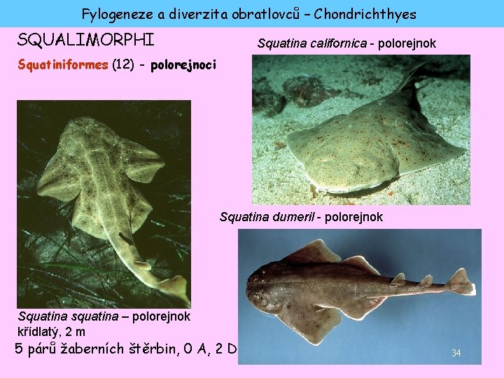Fylogeneze a diverzita obratlovců – Chondrichthyes SQUALIMORPHI Squatina californica - polorejnok Squatiniformes (12) -