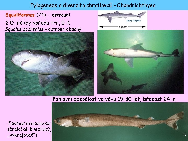 Fylogeneze a diverzita obratlovců – Chondrichthyes Squaliformes (74) - ostrouni 2 D, někdy vpředu