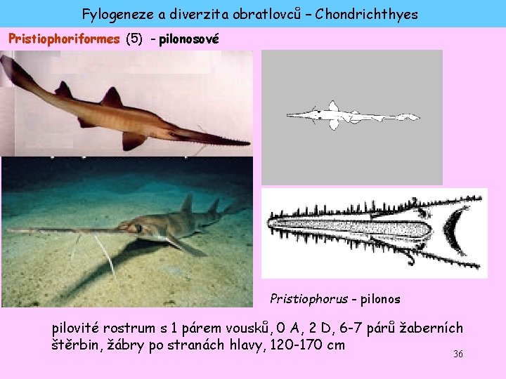 Fylogeneze a diverzita obratlovců – Chondrichthyes Pristiophoriformes (5) - pilonosové Pristiophorus - pilonos pilovité