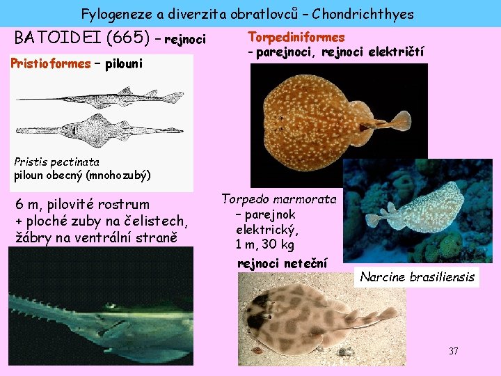 Fylogeneze a diverzita obratlovců – Chondrichthyes BATOIDEI (665) - rejnoci Pristioformes – pilouni Torpediniformes