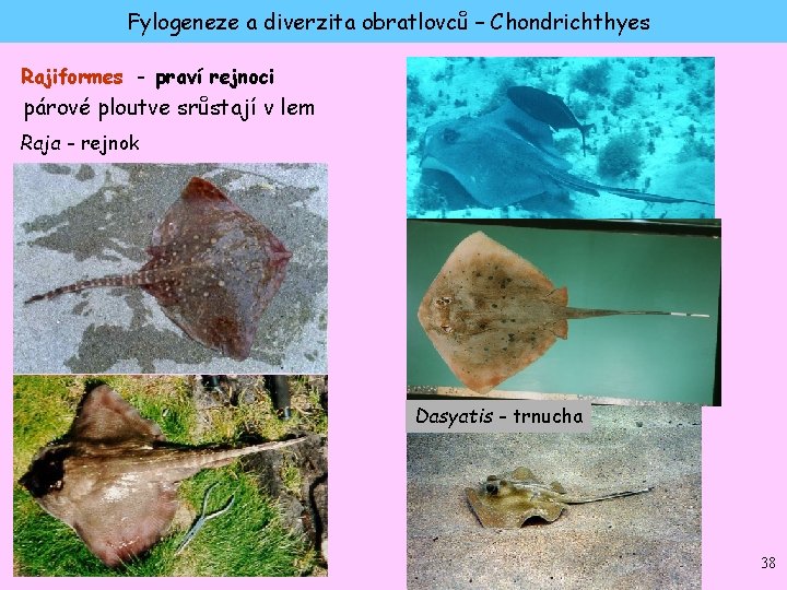 Fylogeneze a diverzita obratlovců – Chondrichthyes Rajiformes - praví rejnoci párové ploutve srůstají v