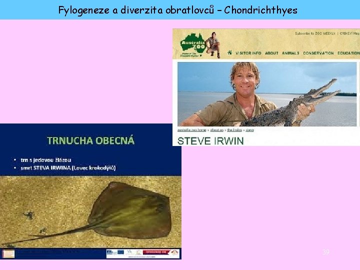 Fylogeneze a diverzita obratlovců – Chondrichthyes 39 