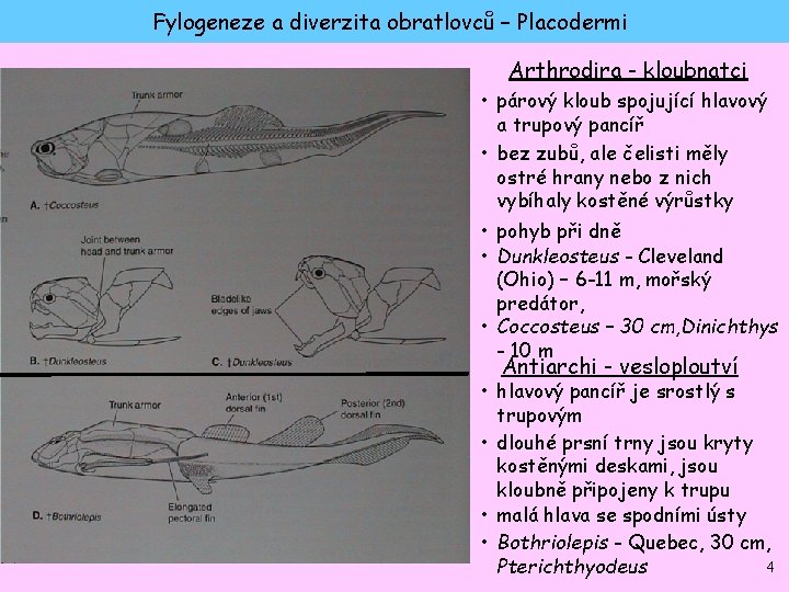 Fylogeneze a diverzita obratlovců – Placodermi Arthrodira - kloubnatci • párový kloub spojující hlavový