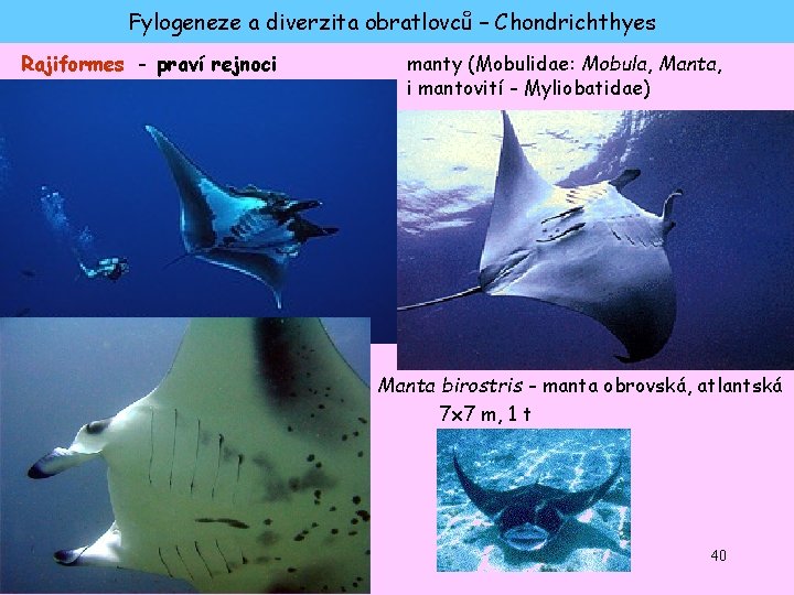 Fylogeneze a diverzita obratlovců – Chondrichthyes Rajiformes - praví rejnoci manty (Mobulidae: Mobula, Manta,