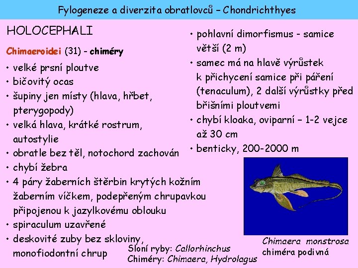 Fylogeneze a diverzita obratlovců – Chondrichthyes HOLOCEPHALI • pohlavní dimorfismus - samice větší (2