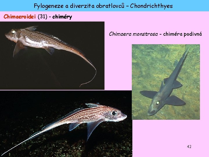 Fylogeneze a diverzita obratlovců – Chondrichthyes Chimaeroidei (31) - chiméry Chimaera monstrosa - chiméra