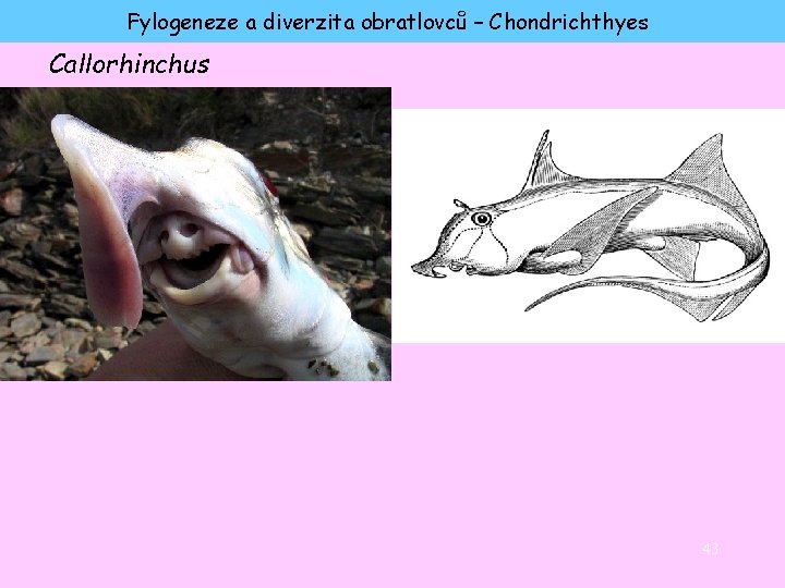 Fylogeneze a diverzita obratlovců – Chondrichthyes Callorhinchus 43 