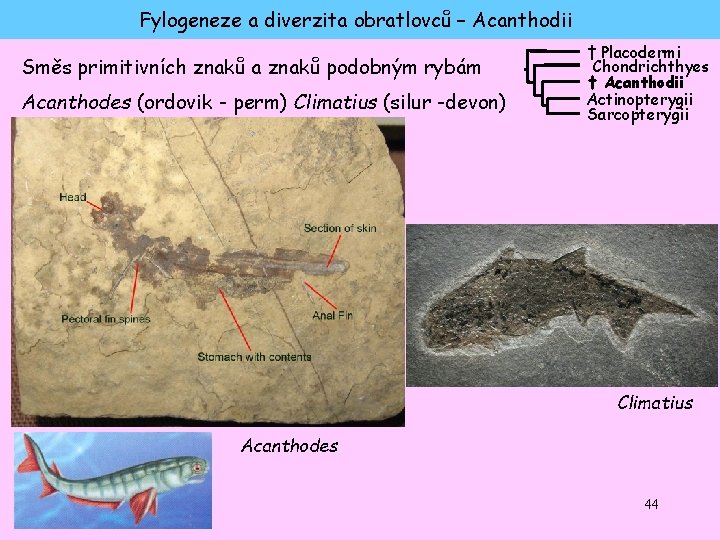 Fylogeneze a diverzita obratlovců – Acanthodii Směs primitivních znaků a znaků podobným rybám Acanthodes