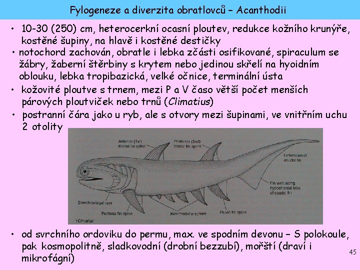 Fylogeneze a diverzita obratlovců – Acanthodii • 10 -30 (250) cm, heterocerkní ocasní ploutev,