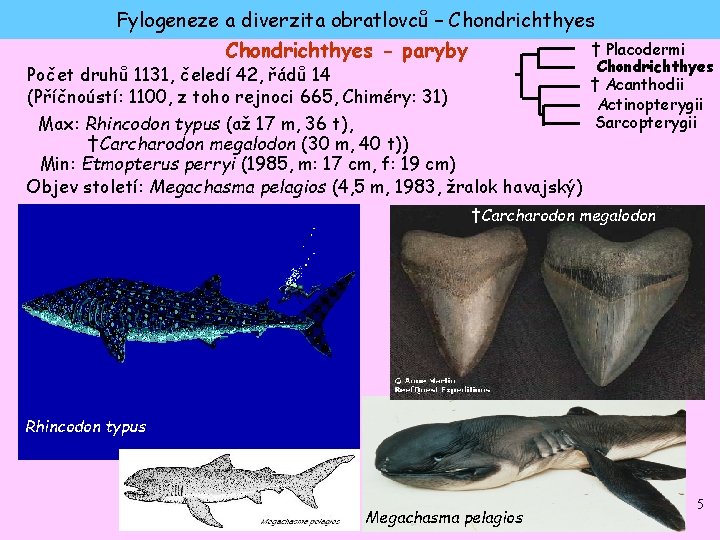 Fylogeneze a diverzita obratlovců – Chondrichthyes - paryby Počet druhů 1131, čeledí 42, řádů