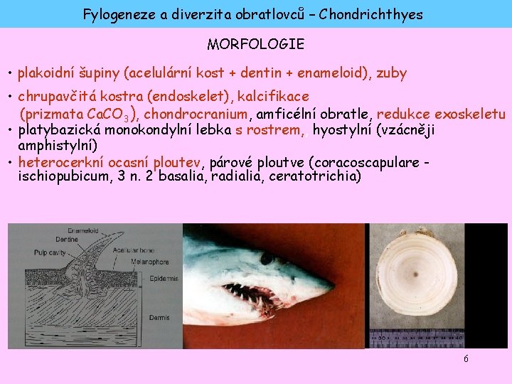 Fylogeneze a diverzita obratlovců – Chondrichthyes MORFOLOGIE • plakoidní šupiny (acelulární kost + dentin