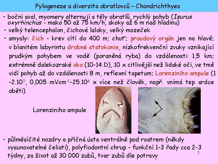 Fylogeneze a diverzita obratlovců – Chondrichthyes • boční sval, myomery alternují s těly obratlů,