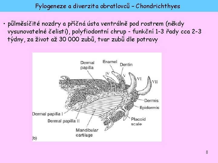 Fylogeneze a diverzita obratlovců – Chondrichthyes • půlměsíčité nozdry a příčná ústa ventrálně pod