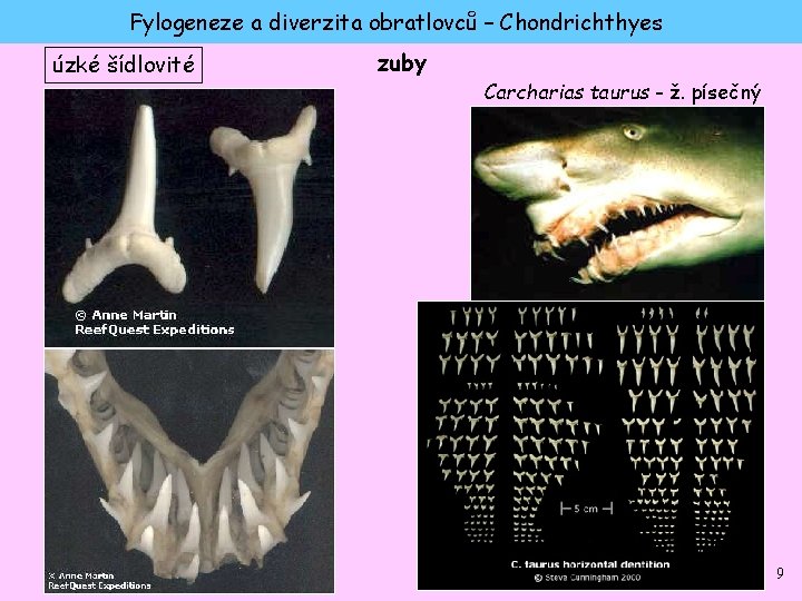 Fylogeneze a diverzita obratlovců – Chondrichthyes úzké šídlovité zuby Carcharias taurus - ž. písečný