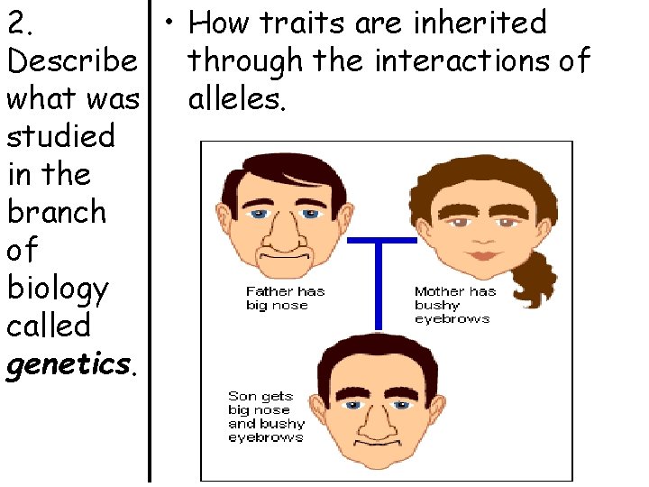 2. • How traits are inherited Describe through the interactions of what was alleles.