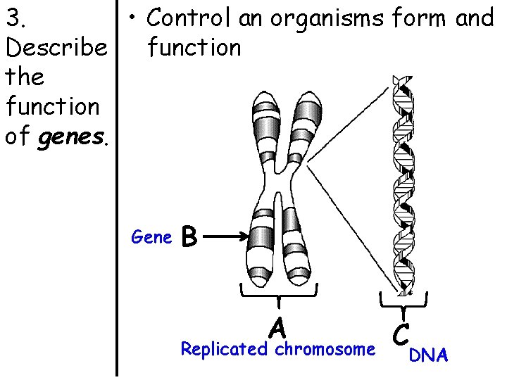 3. • Control an organisms form and Describe function the function of genes. Gene