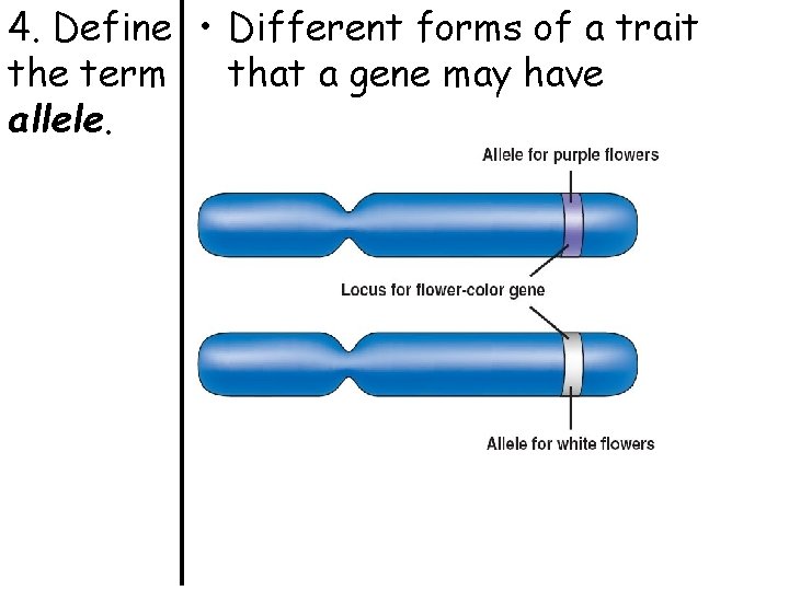 4. Define • Different forms of a trait the term that a gene may