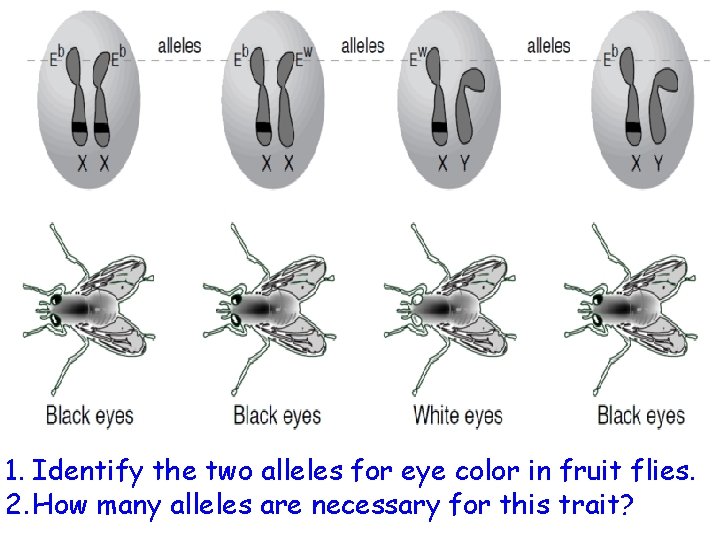 1. Identify the two alleles for eye color in fruit flies. 2. How many