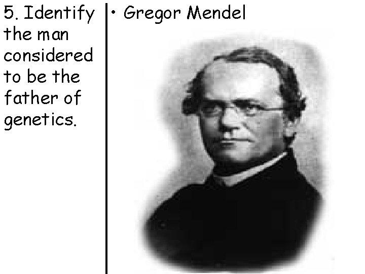 5. Identify • Gregor Mendel the man considered to be the father of genetics.