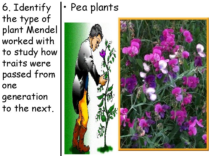 6. Identify the type of plant Mendel worked with to study how traits were
