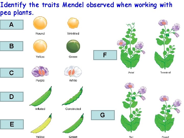 Identify the traits Mendel observed when working with pea plants. A B F C Identify the traits Mendel observed when working with pea plants. A B F C