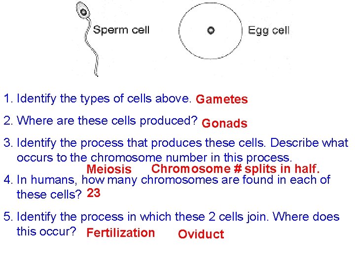 1. Identify the types of cells above. Gametes 2. Where are these cells produced?