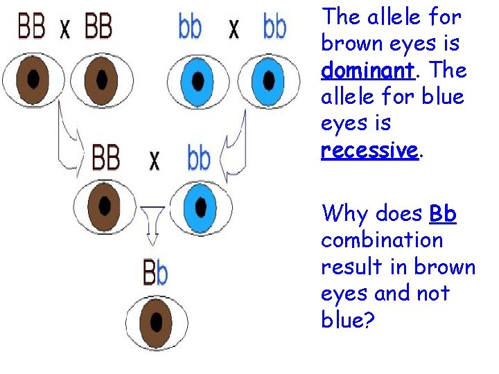 The allele for brown eyes is dominant. The allele for blue eyes is recessive.