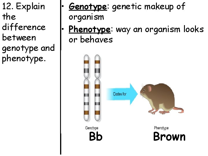 12. Explain • Genotype: genetic makeup of the organism difference • Phenotype: way an
