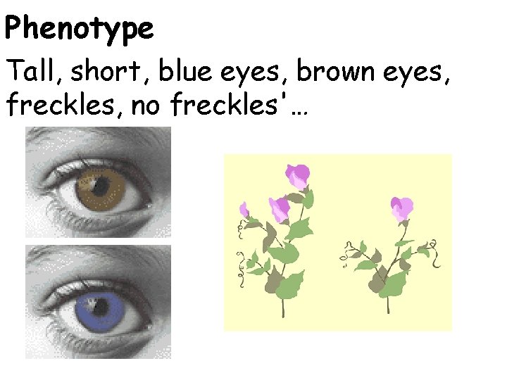 Phenotype Tall, short, blue eyes, brown eyes, freckles, no freckles'… Phenotype Tall, short, blue eyes, brown eyes, freckles, no freckles'…