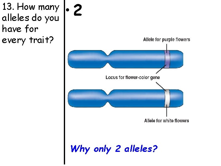 13. How many alleles do you have for every trait? • 2 Why only