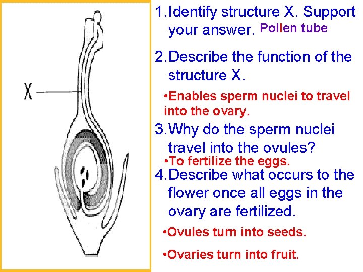 1. Identify structure X. Support your answer. Pollen tube 2. Describe the function of