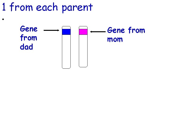 1 from each parent • Gene from dad Gene from mom 