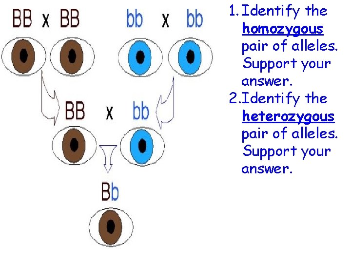 1. Identify the homozygous pair of alleles. Support your answer. 2. Identify the heterozygous