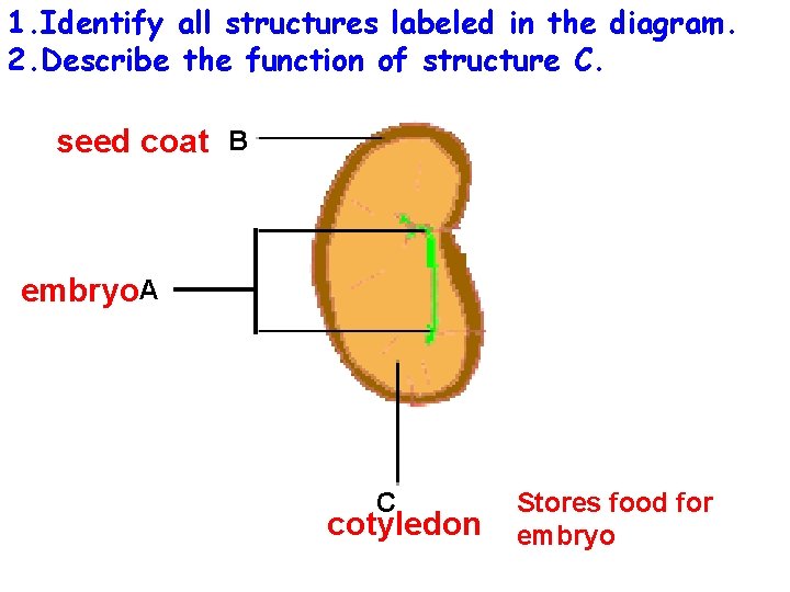 1. Identify all structures labeled in the diagram. 2. Describe the function of structure