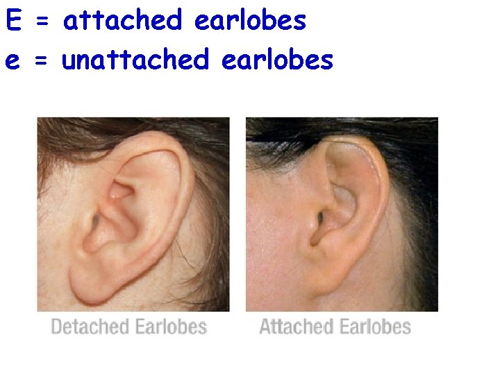 E = attached earlobes e = unattached earlobes 