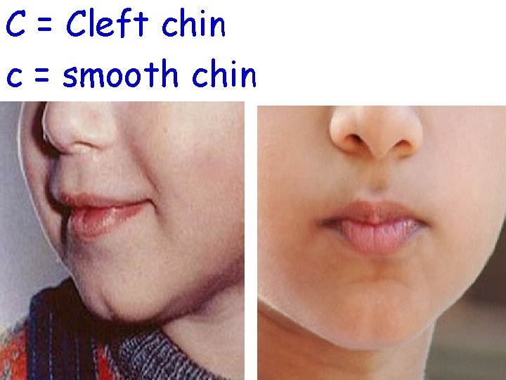 C = Cleft chin c = smooth chin 